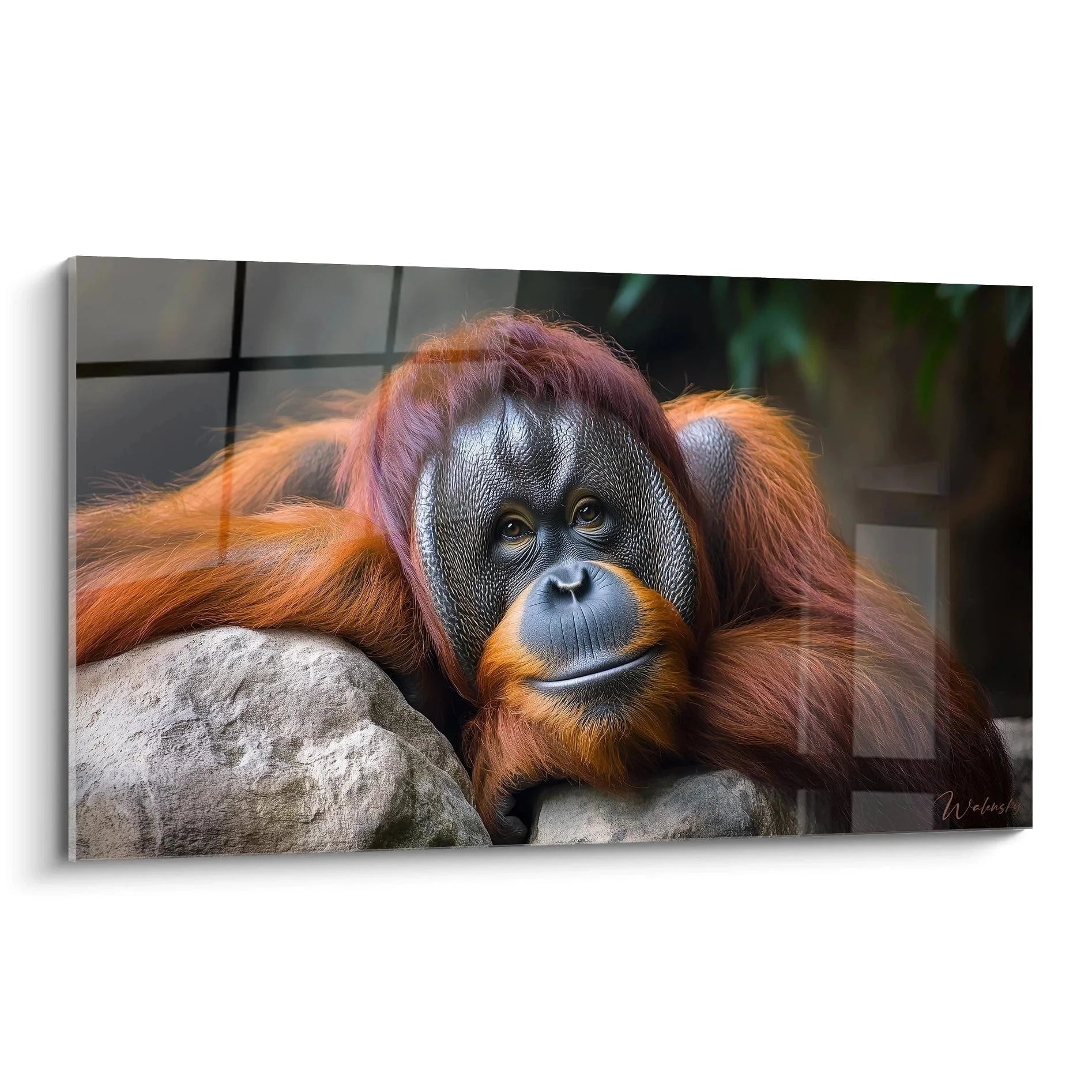 Wandbild Orang-Utan Portrait mit nachdenklichem Blick auf Felsen ruhend, rotbraunes Fell, XXL Leinwand