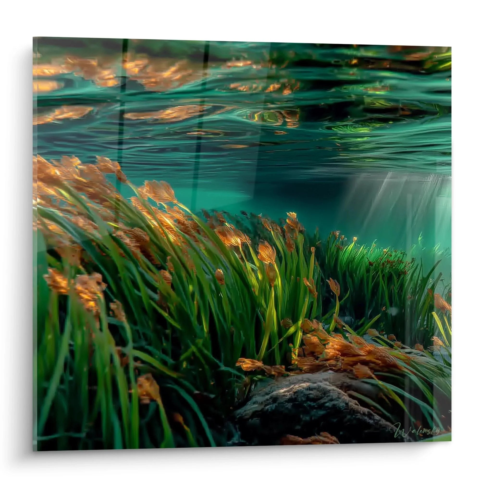 Wandbild Unterwasserlandschaft mit türkisem Wasser und grünen Wasserpflanzen - Edition Wüste