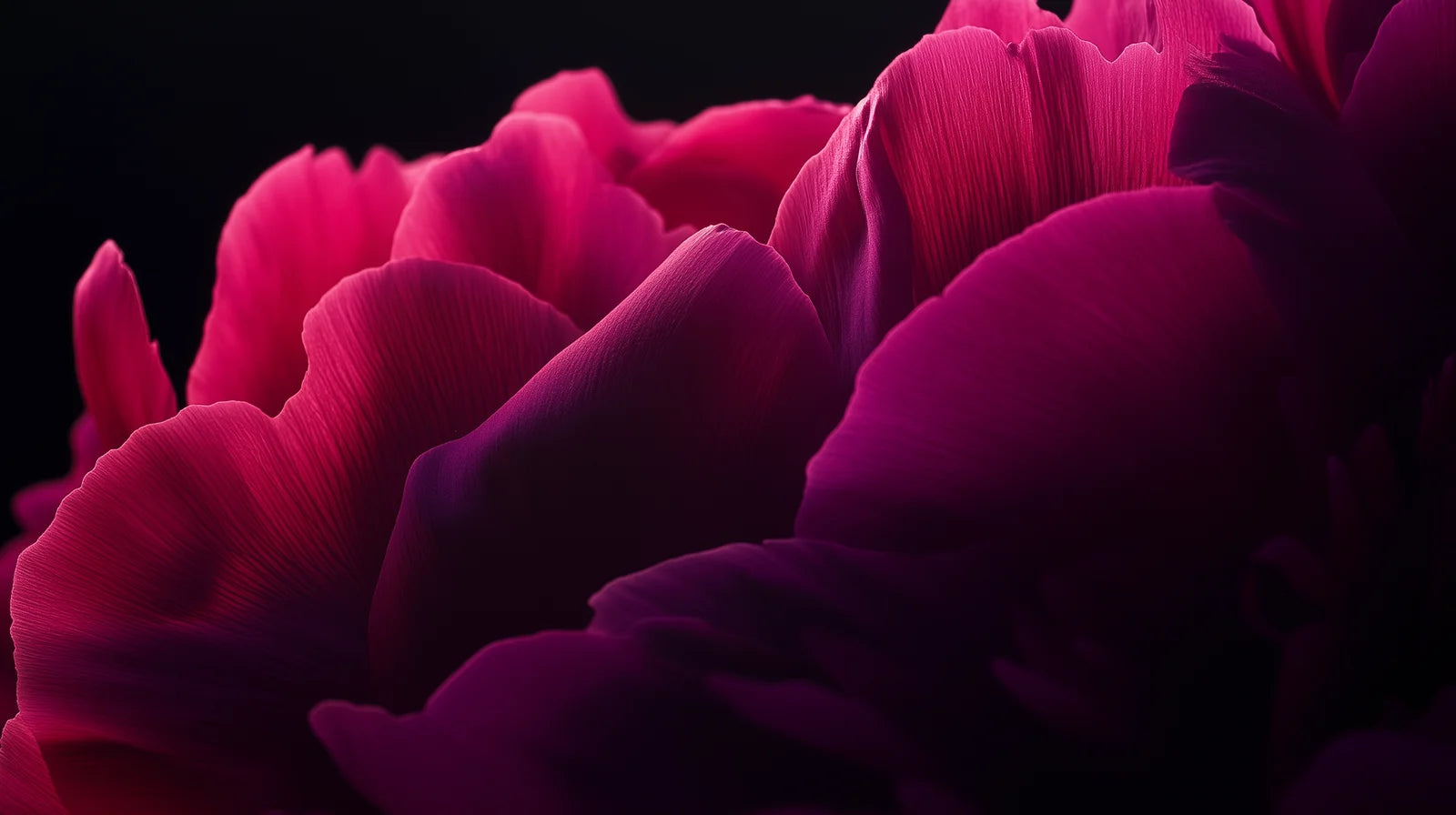 Wandbild Pfingstrose