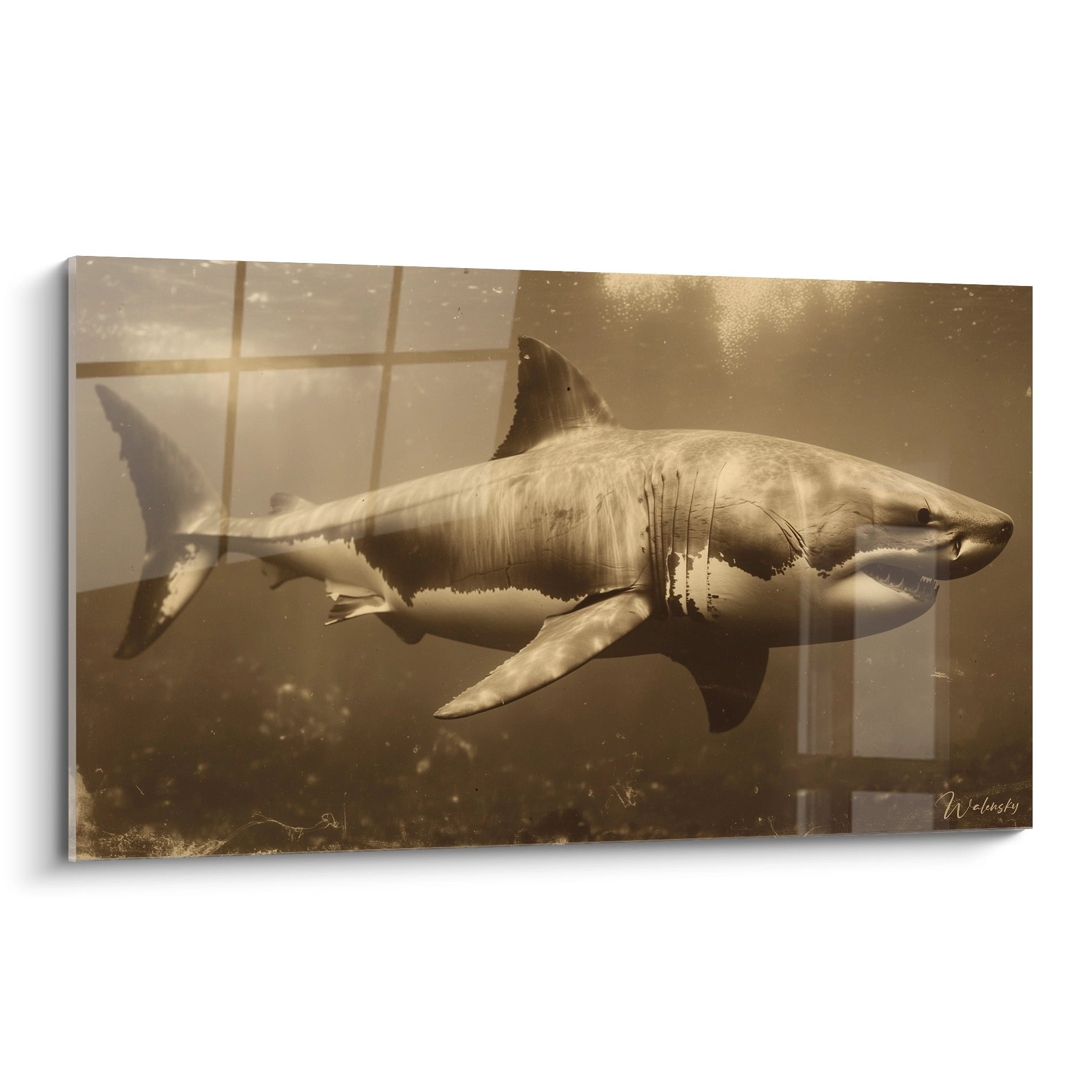 Wandbild Megalodon Hai schwimmend in goldenem Unterwasserlicht - Edition Megalodon Kunstdruck