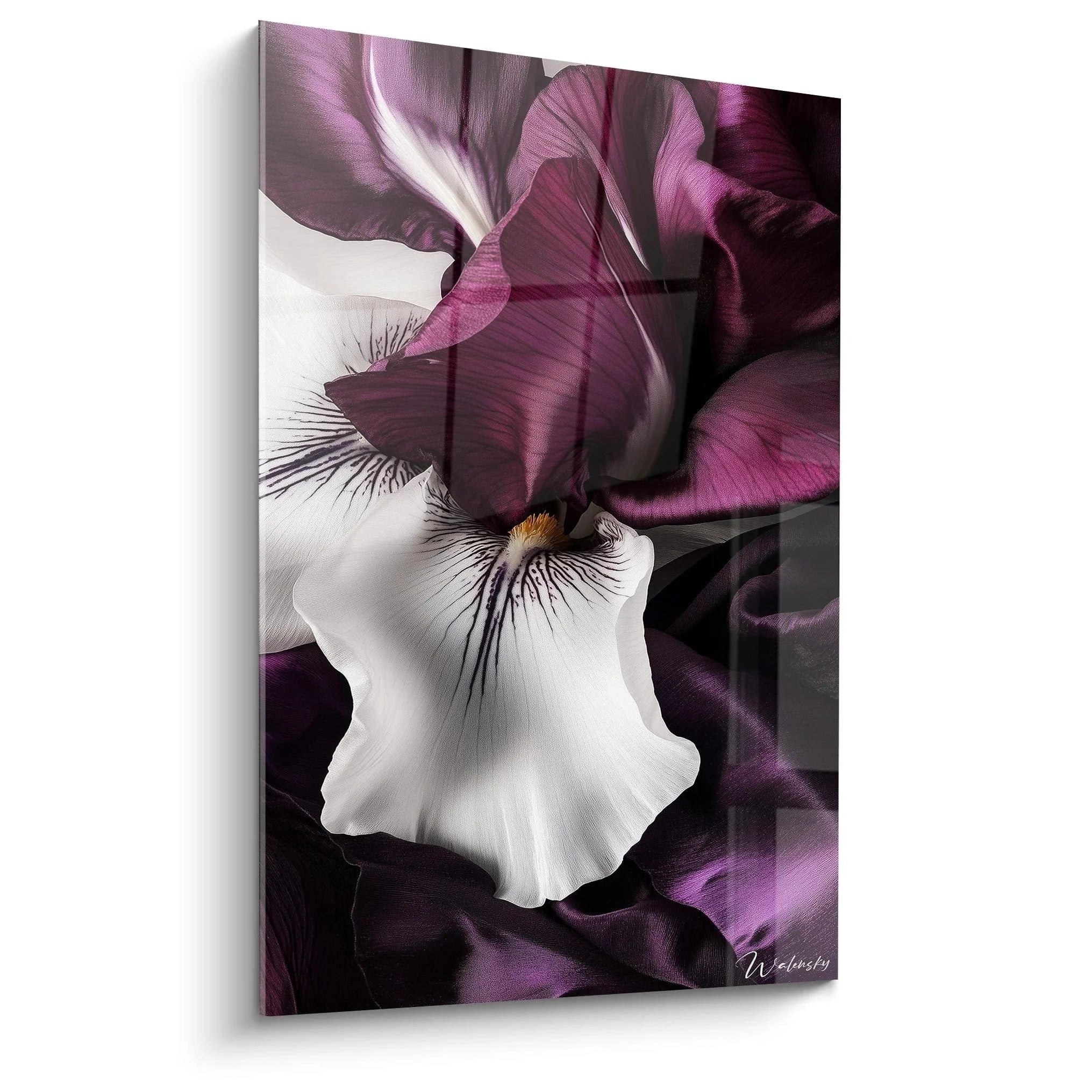 Elegantes Wandbild einer purpurweißen Iris Blüte mit detailreichen Blütenblättern auf dunklem Hintergrund
