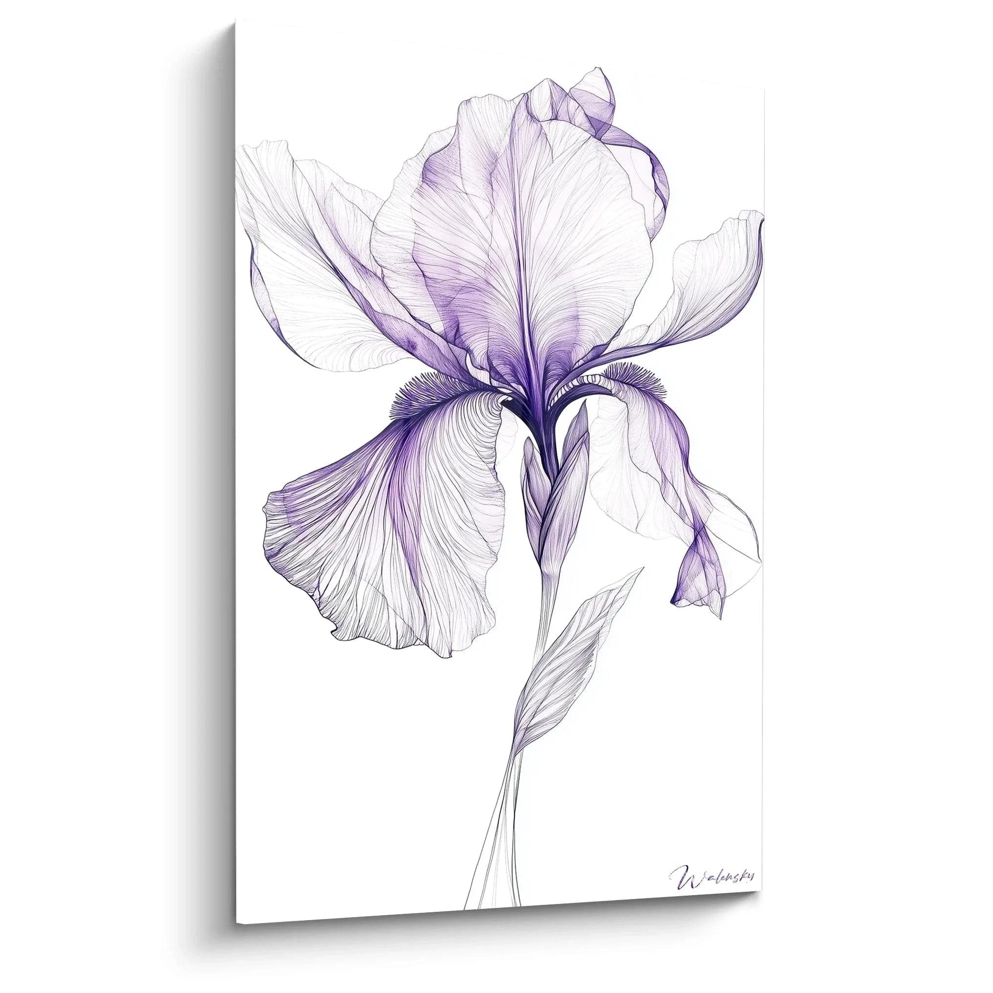 Elegantes Wandbild einer lila Iris Schwertlilie mit detailreicher botanischer Illustration