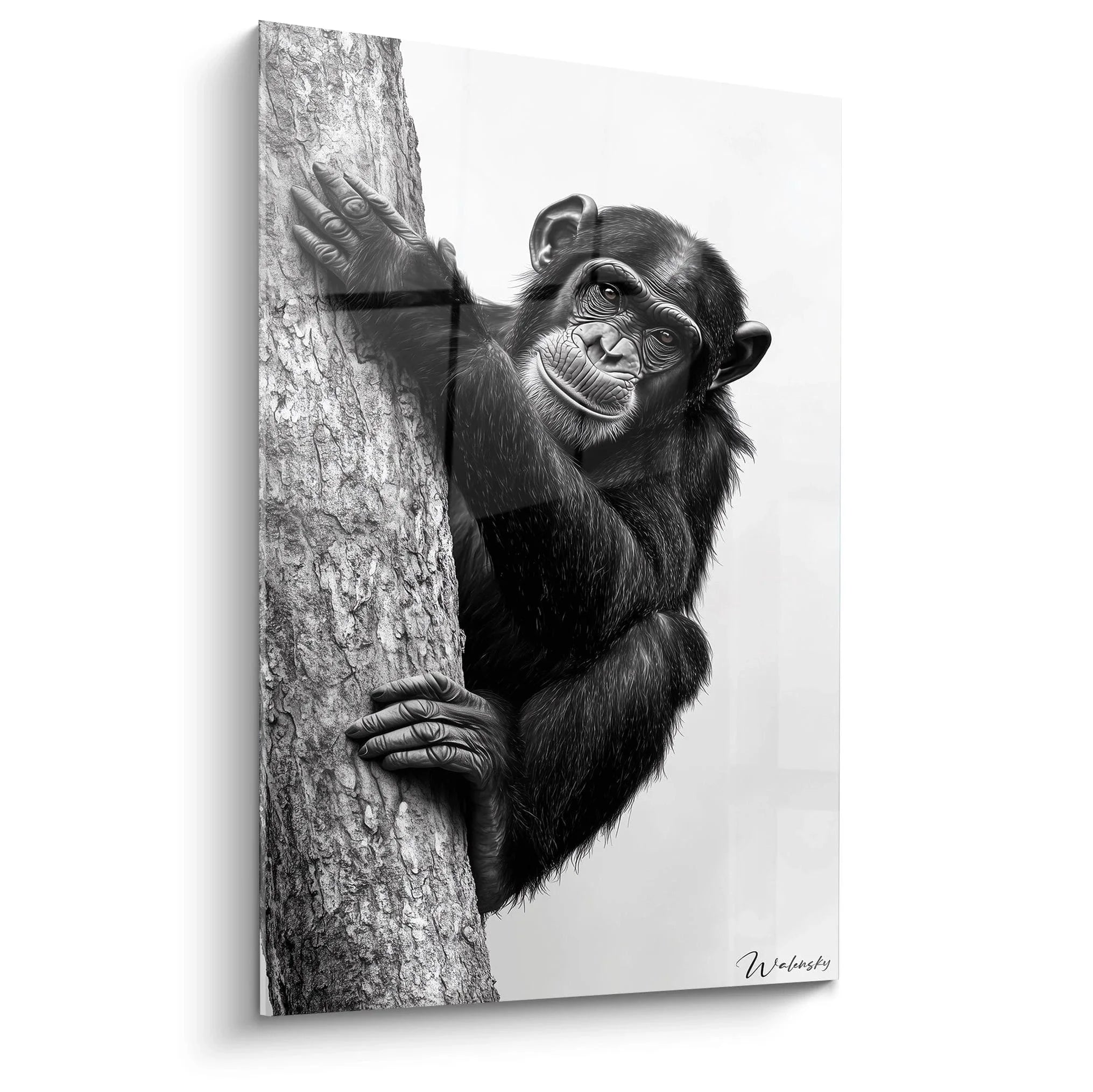 Wandbild Schimpanse schwarz-weiß am Baumstamm kletternd - Edition Tiere Kunstdruck