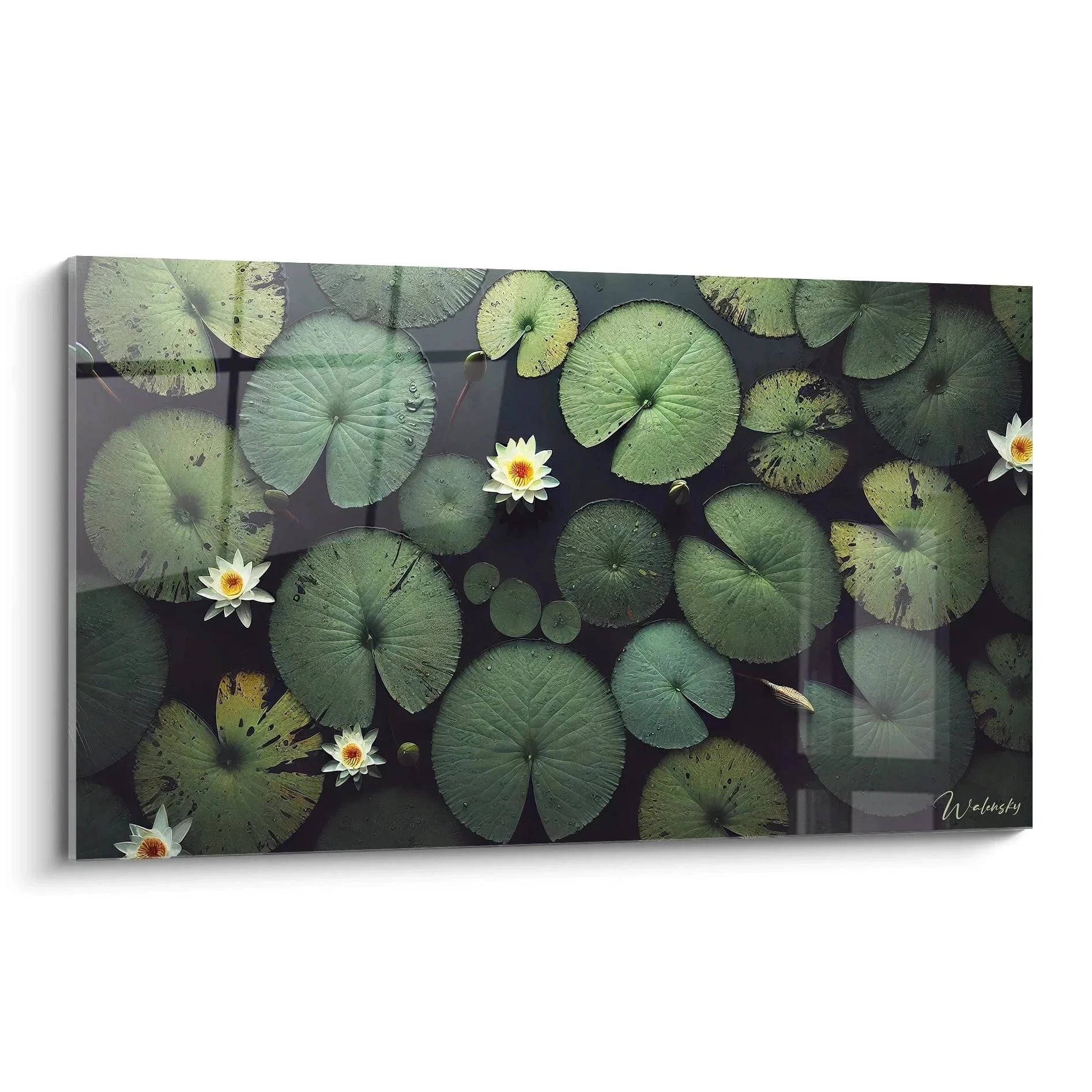 Wandbild Seerosen mit weißen Lotus Blüten auf dunkler Wasseroberfläche, grüne Seerosenblätter Naturfotografie