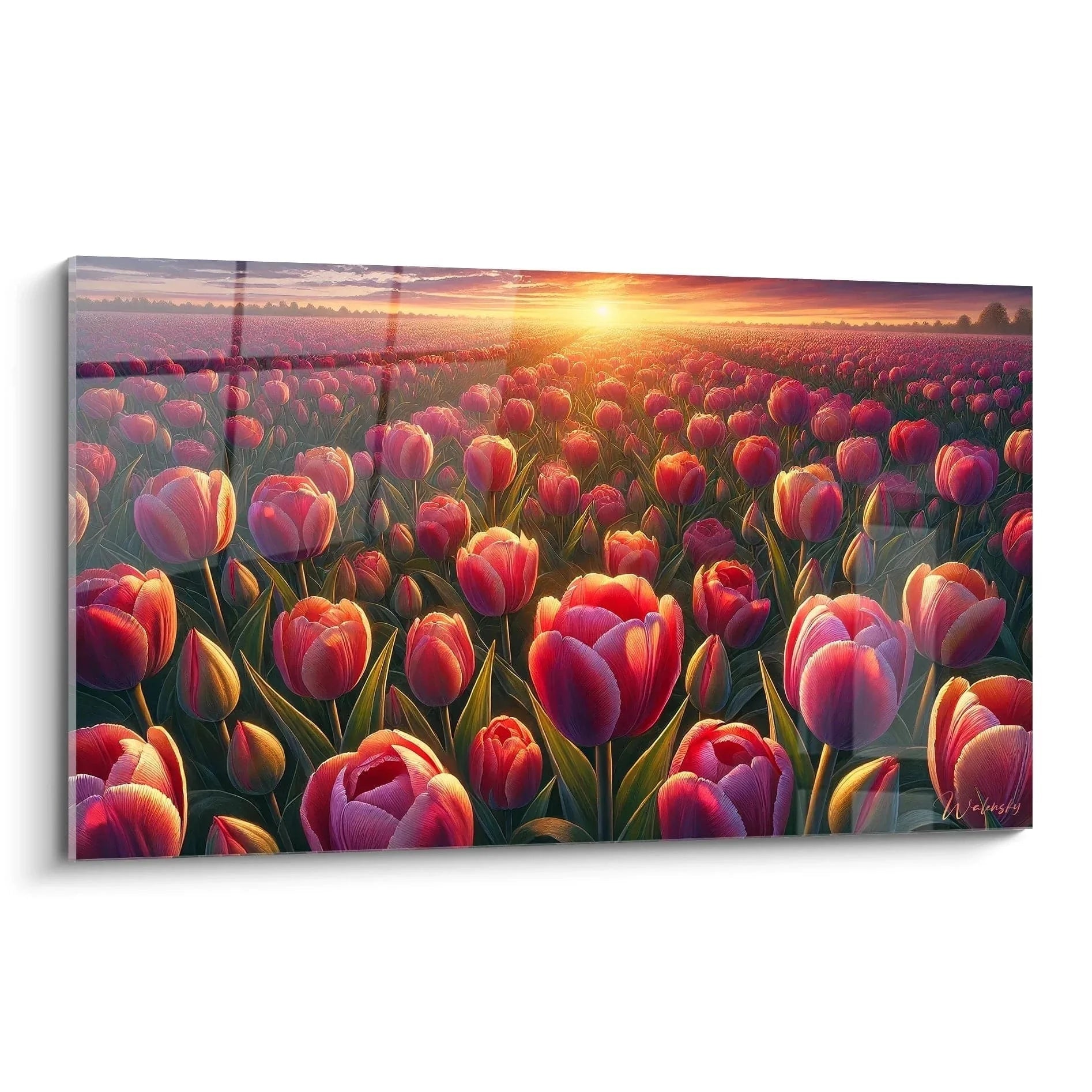 Wandbild Tulpenfeld XXL mit roten und rosa Tulpen im Sonnenuntergang, warme Abendstimmung über Blumenfeld