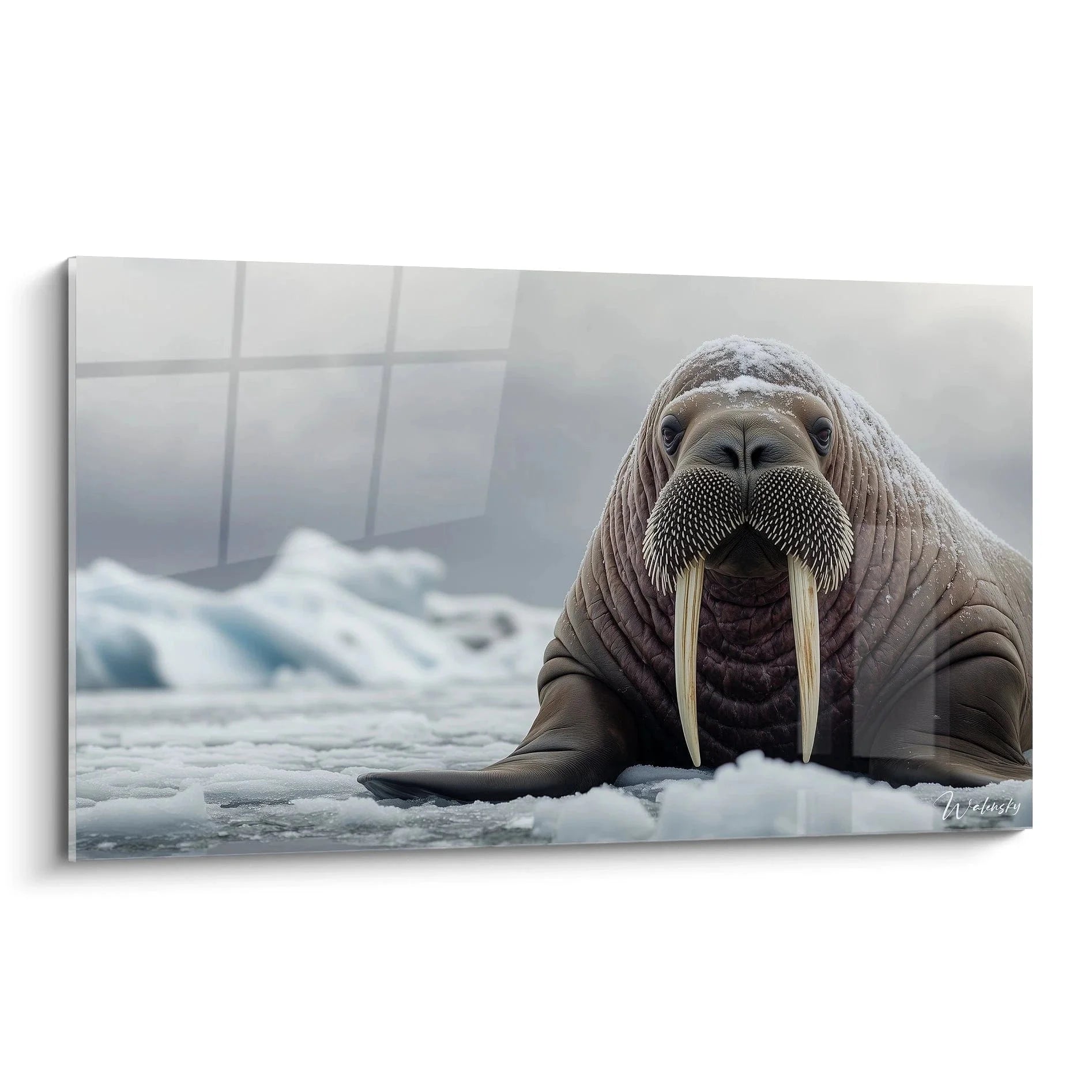 Wandbild Walross auf Eisscholle - Majestätisches arktisches Tier mit Stoßzähnen Premium Leinwand XXL