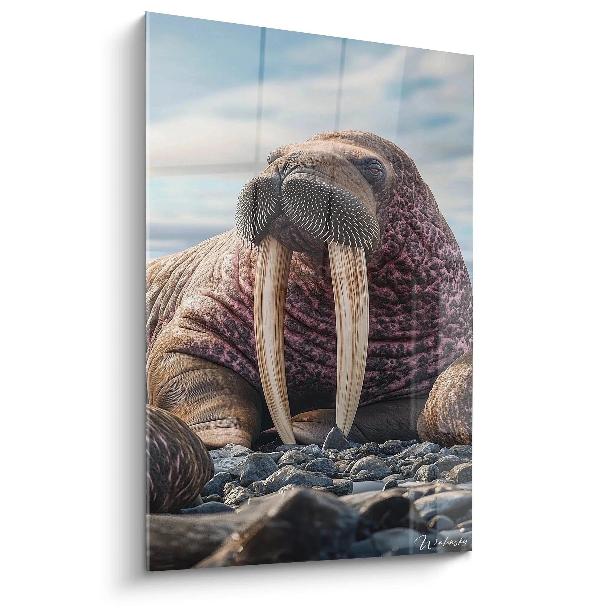 Wandbild Walross XXL zeigt majestätischen Bullen mit Stoßzähnen auf steinigem arktischen Ufer